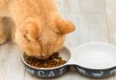 Why should cat food be Halal Certified?